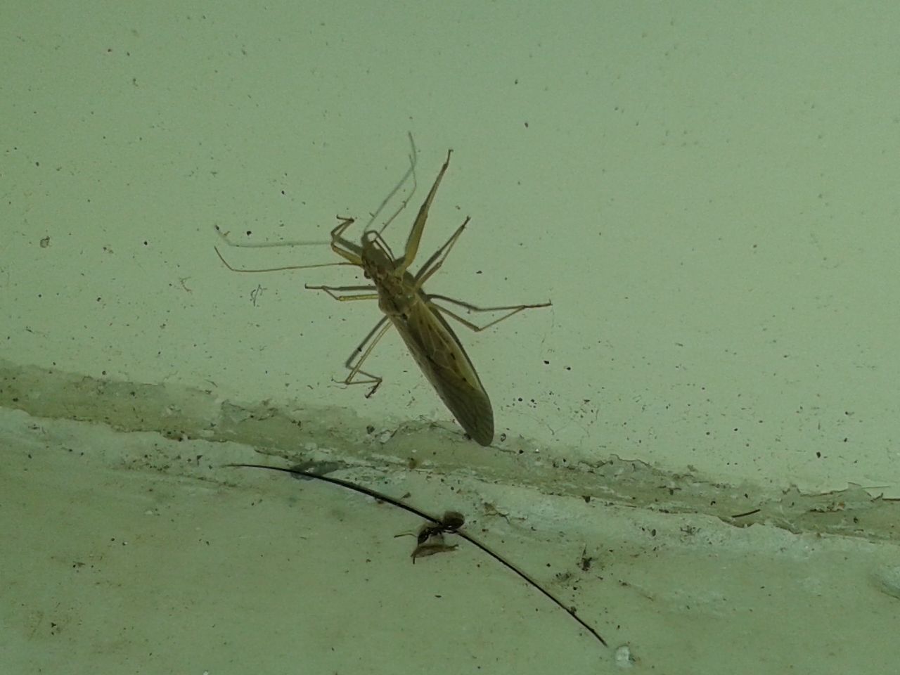 Nabidae: Nabis capsiformis della Campania (NA)